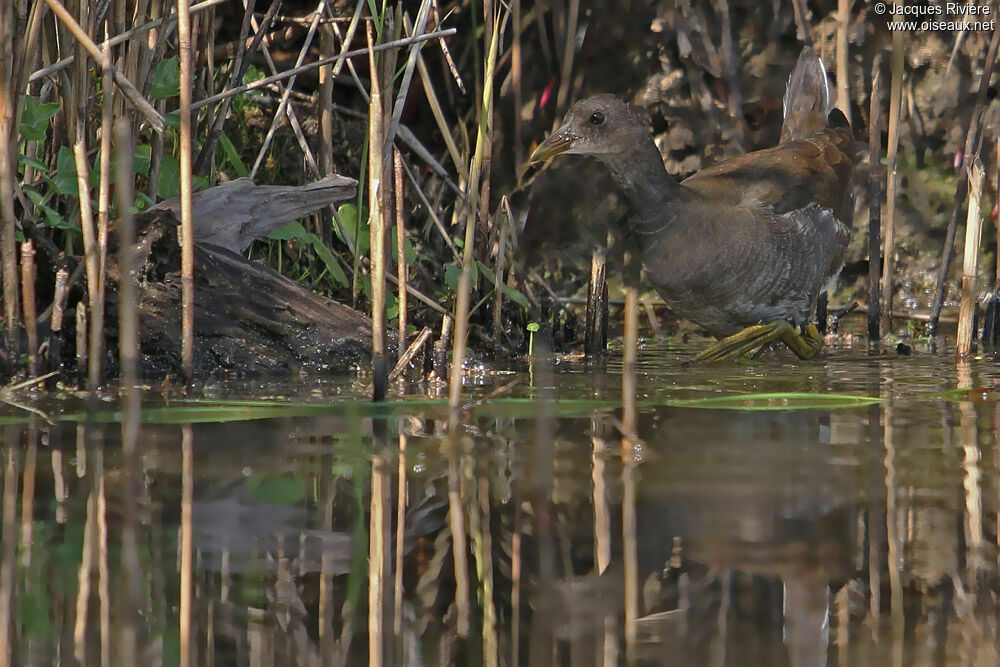 Gallinule poule-d'eau1ère année