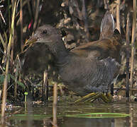 Gallinule poule-d'eau