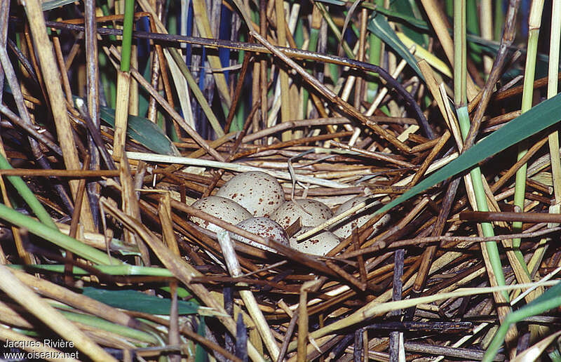 Common Moorhen, Reproduction-nesting