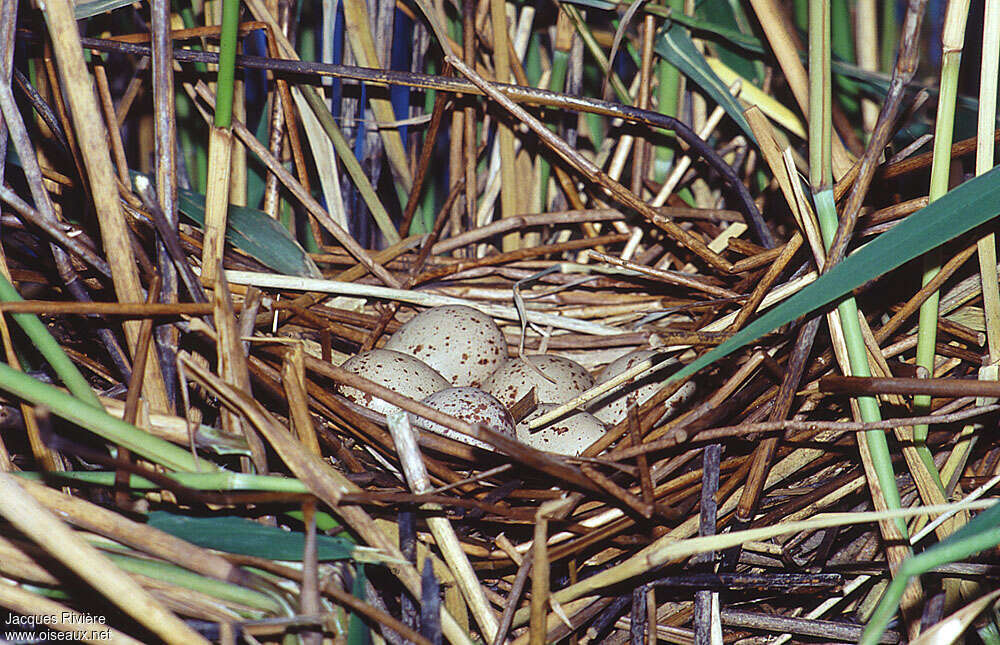 Gallinule poule-d'eau, Nidification