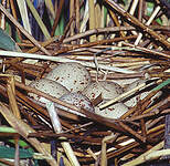 Gallinule poule-d'eau