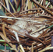 Gallinule poule-d'eau