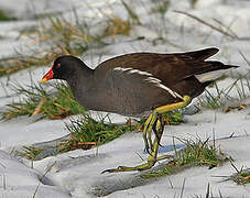 Gallinule poule-d'eau