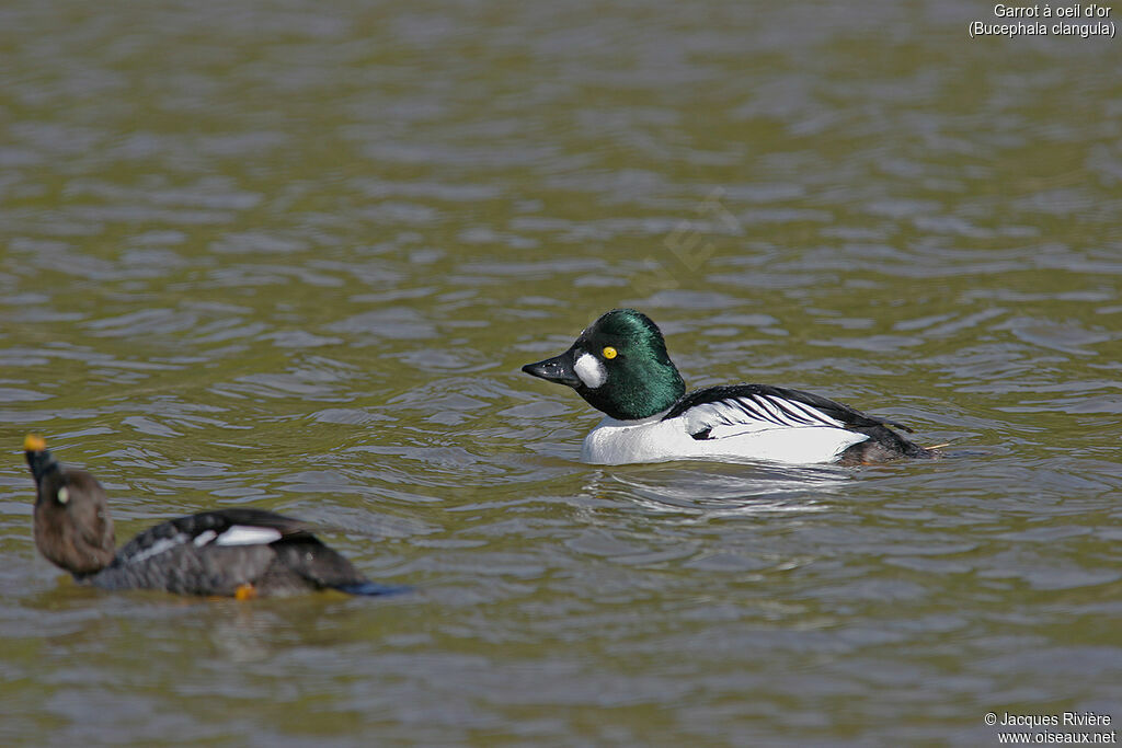 Common Goldeneyeadult breeding, courting display