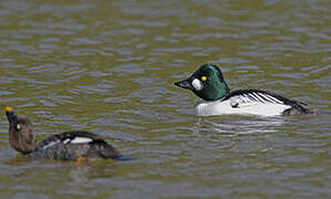 Common Goldeneye