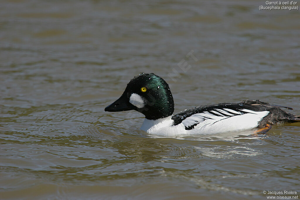 Common Goldeneye male adult breeding, identification