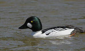 Common Goldeneye