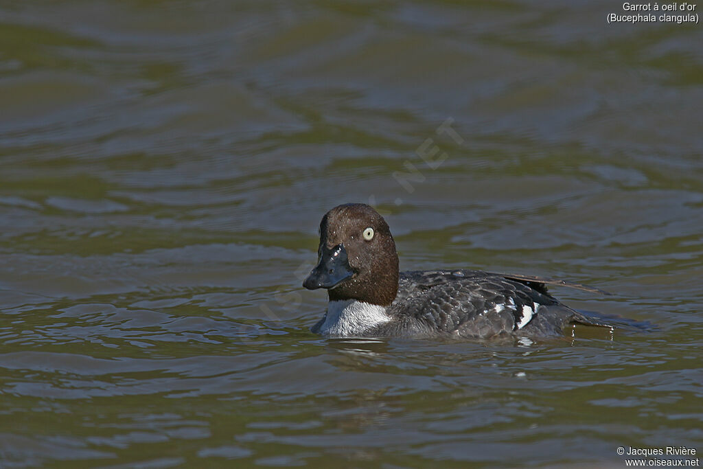 Common Goldeneye female adult breeding, identification