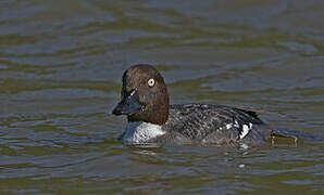 Common Goldeneye