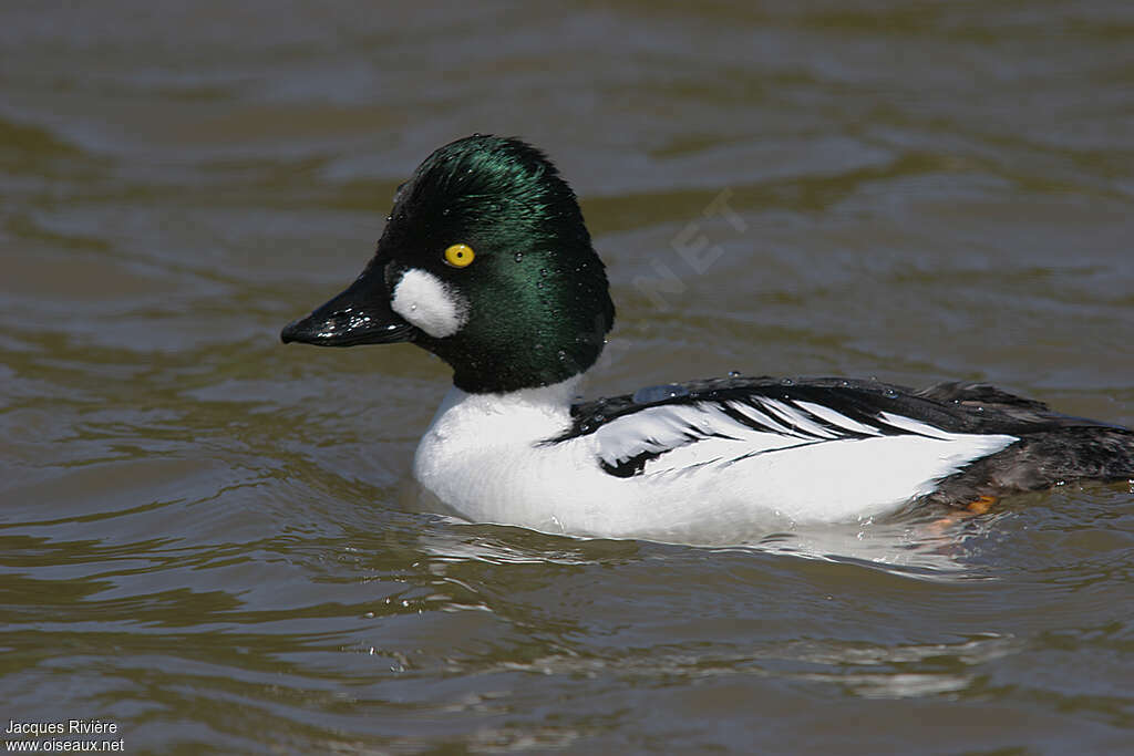 Common Goldeneye male adult breeding, identification