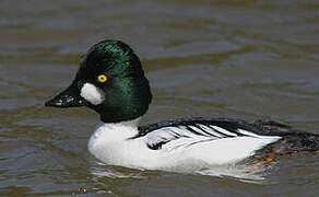 Common Goldeneye