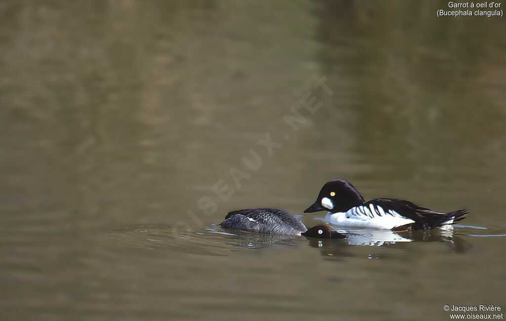 Common Goldeneyeadult breeding, swimming, courting display