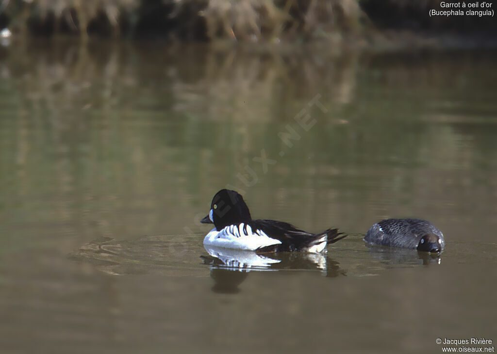 Common Goldeneyeadult breeding, swimming, courting display