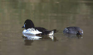 Common Goldeneye