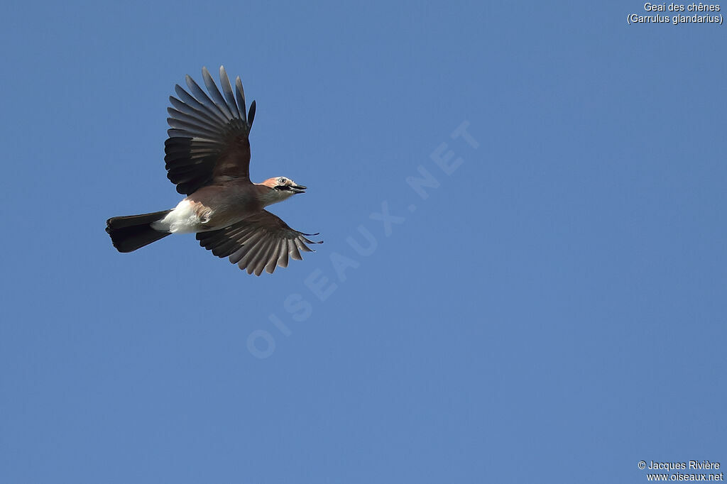 Eurasian Jayadult, Flight