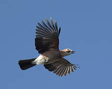 Eurasian Jay