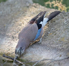 Geai des chênes