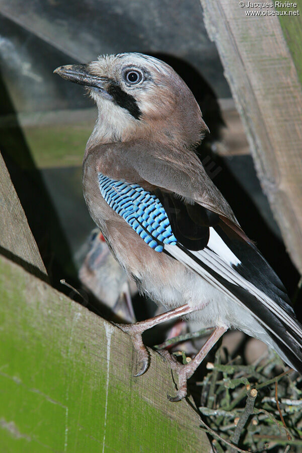 Eurasian Jayadult breeding