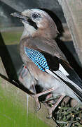 Eurasian Jay