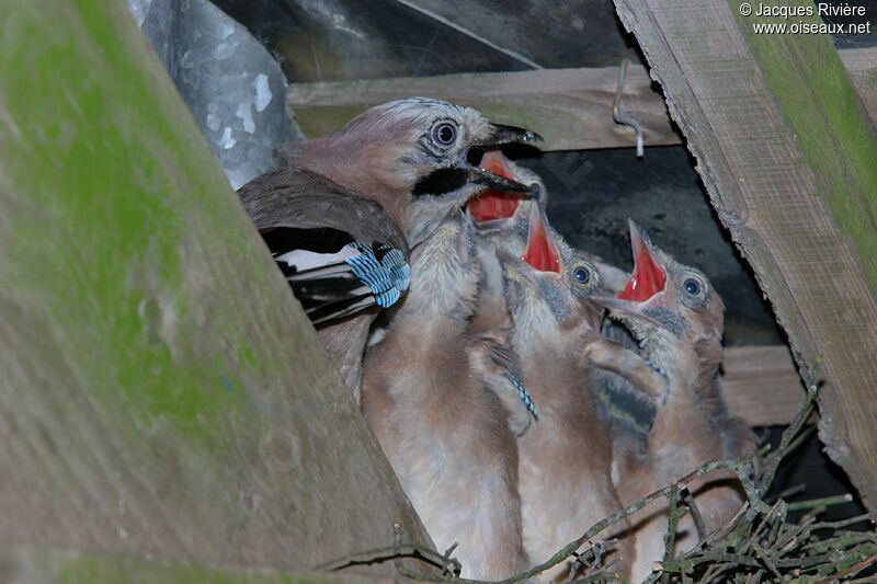 Eurasian Jayadult breeding, Reproduction-nesting