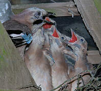 Eurasian Jay