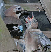 Eurasian Jay