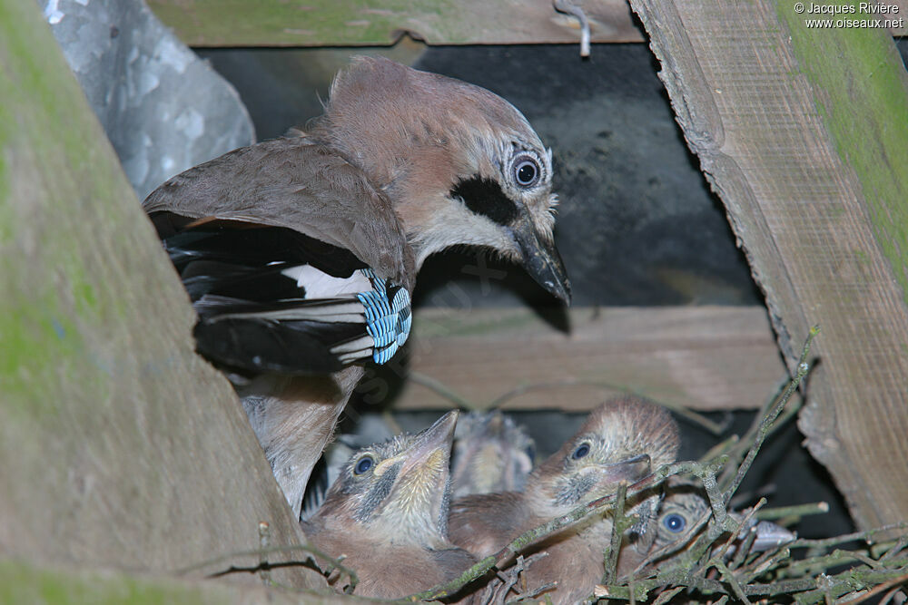 Eurasian Jayadult breeding