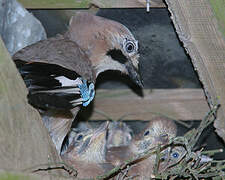 Eurasian Jay