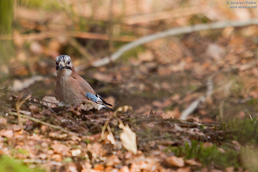 Eurasian Jayadult breeding