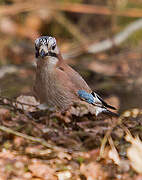 Eurasian Jay