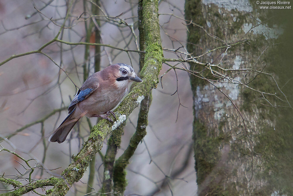 Eurasian Jayadult breeding