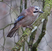 Eurasian Jay