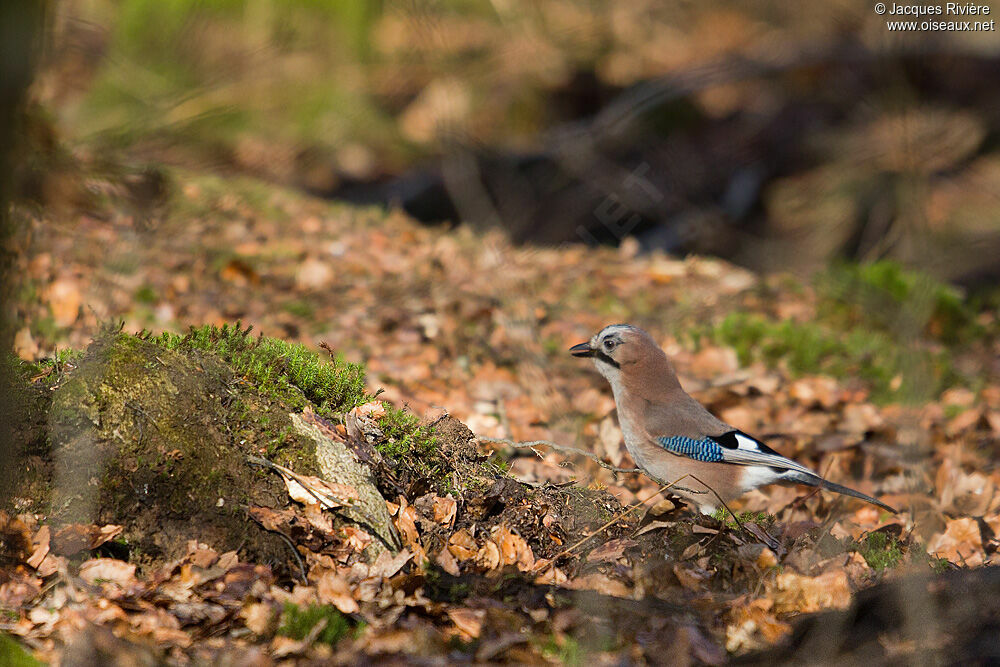 Eurasian Jayadult breeding