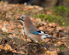 Eurasian Jay