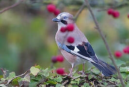 Eurasian Jay