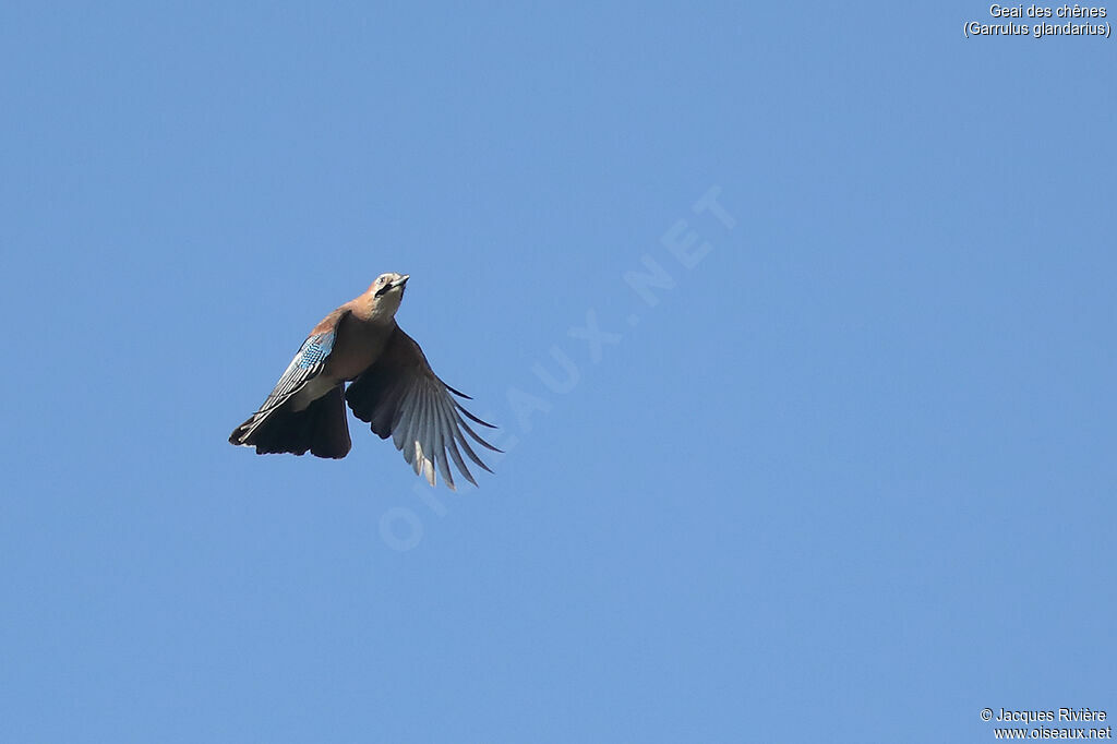 Eurasian Jayadult breeding, Flight