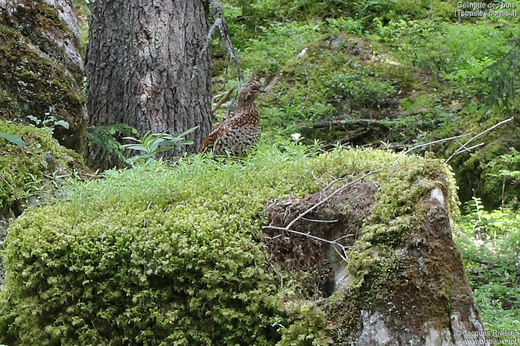 Hazel Grouse female adult, identification