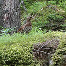Gélinotte des bois