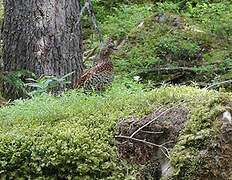 Hazel Grouse