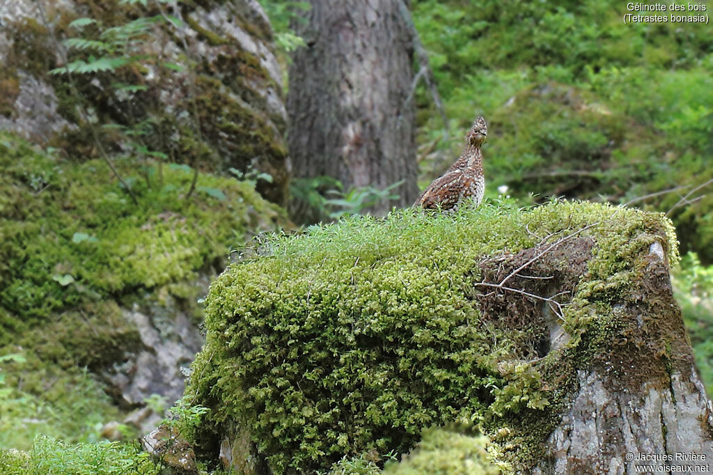 Hazel Grouse female adult, identification