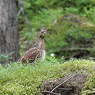 Gélinotte des bois