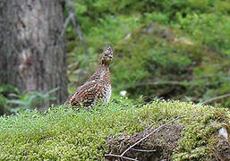 Hazel Grouse