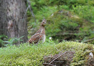 Gélinotte des bois