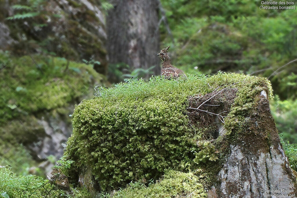 Hazel Grouse female adult, identification