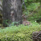 Gélinotte des bois