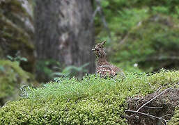 Hazel Grouse