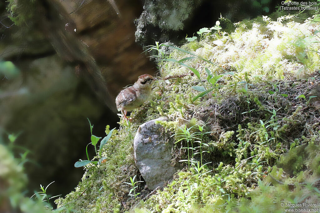 Hazel Grousejuvenile