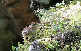 Hazel Grouse