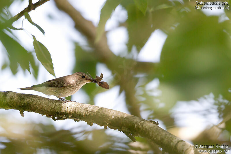 Spotted Flycatcheradult breeding, identification, eats, Reproduction-nesting