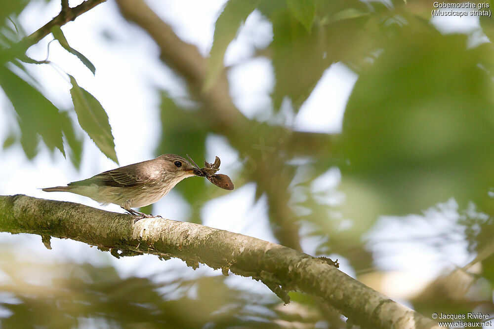 Gobemouche grisadulte nuptial, identification, mange, Nidification